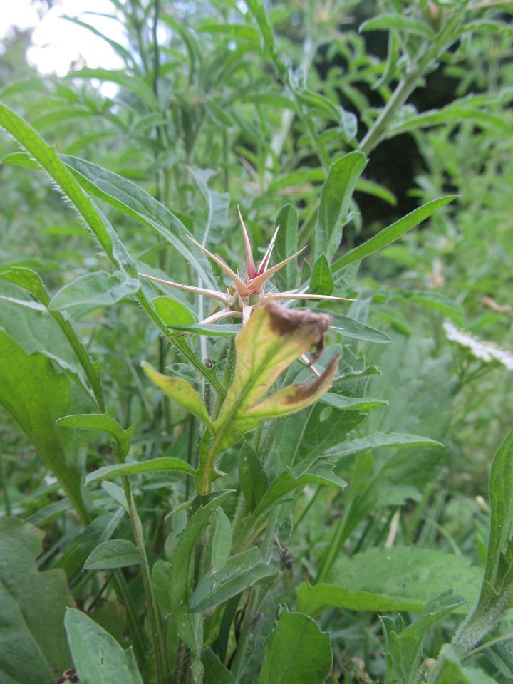 Изображение особи Centaurea iberica.