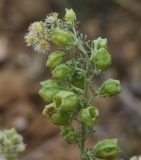 genus Reseda