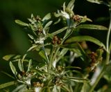Gnaphalium uliginosum. Верхушка цветущего растения. Московская обл., Раменский р-н, окр. ж.-д. платформы Хрипань, просека под ЛЭП. 01.07.2014.