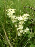 Filipendula vulgaris