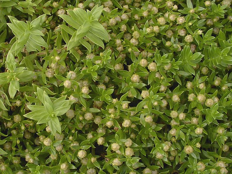 Image of Honckenya peploides ssp. major specimen.