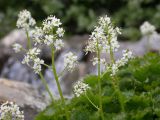 Micranthes nelsoniana