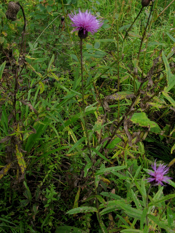 Image of Cirsium serratuloides specimen.