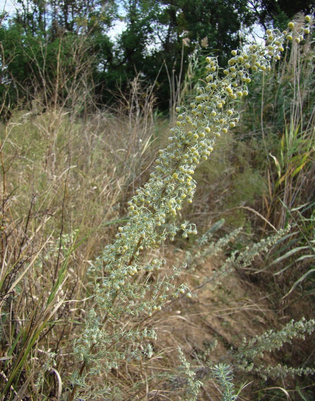 Image of Artemisia pontica specimen.