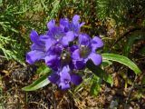 Gentiana kirilowii