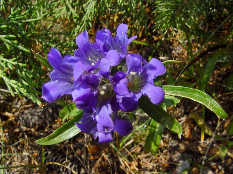Image of Gentiana kirilowii specimen.