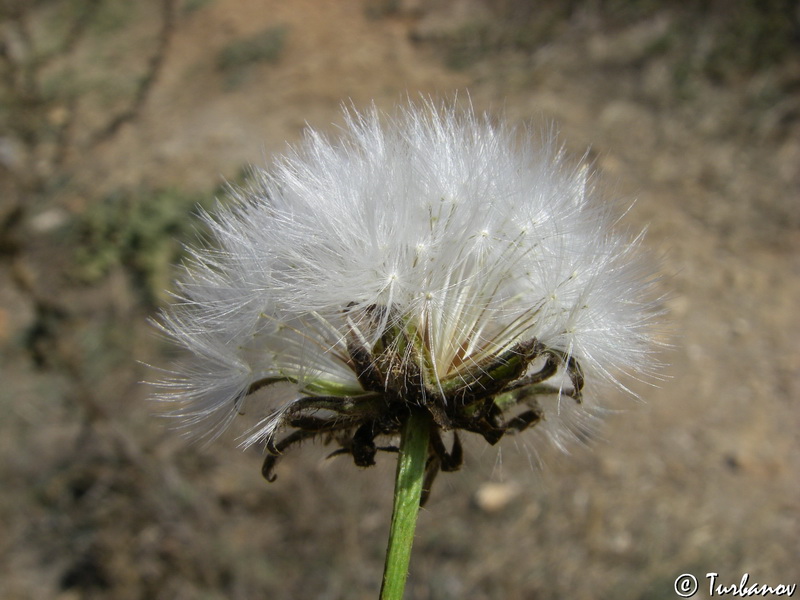 Image of genus Crepis specimen.