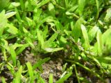 genus Callitriche