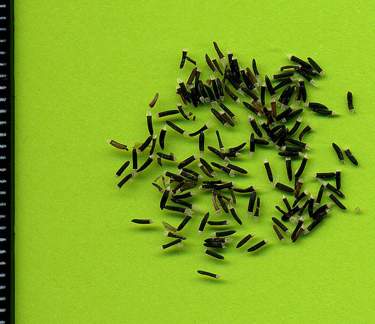 Image of Pilosella × densiflora specimen.