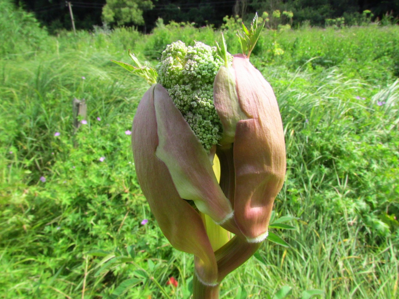 Image of Archangelica officinalis specimen.