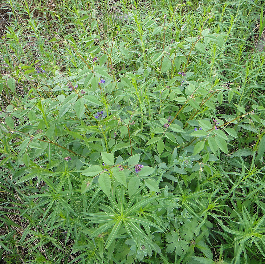 Изображение особи Vicia baicalensis.