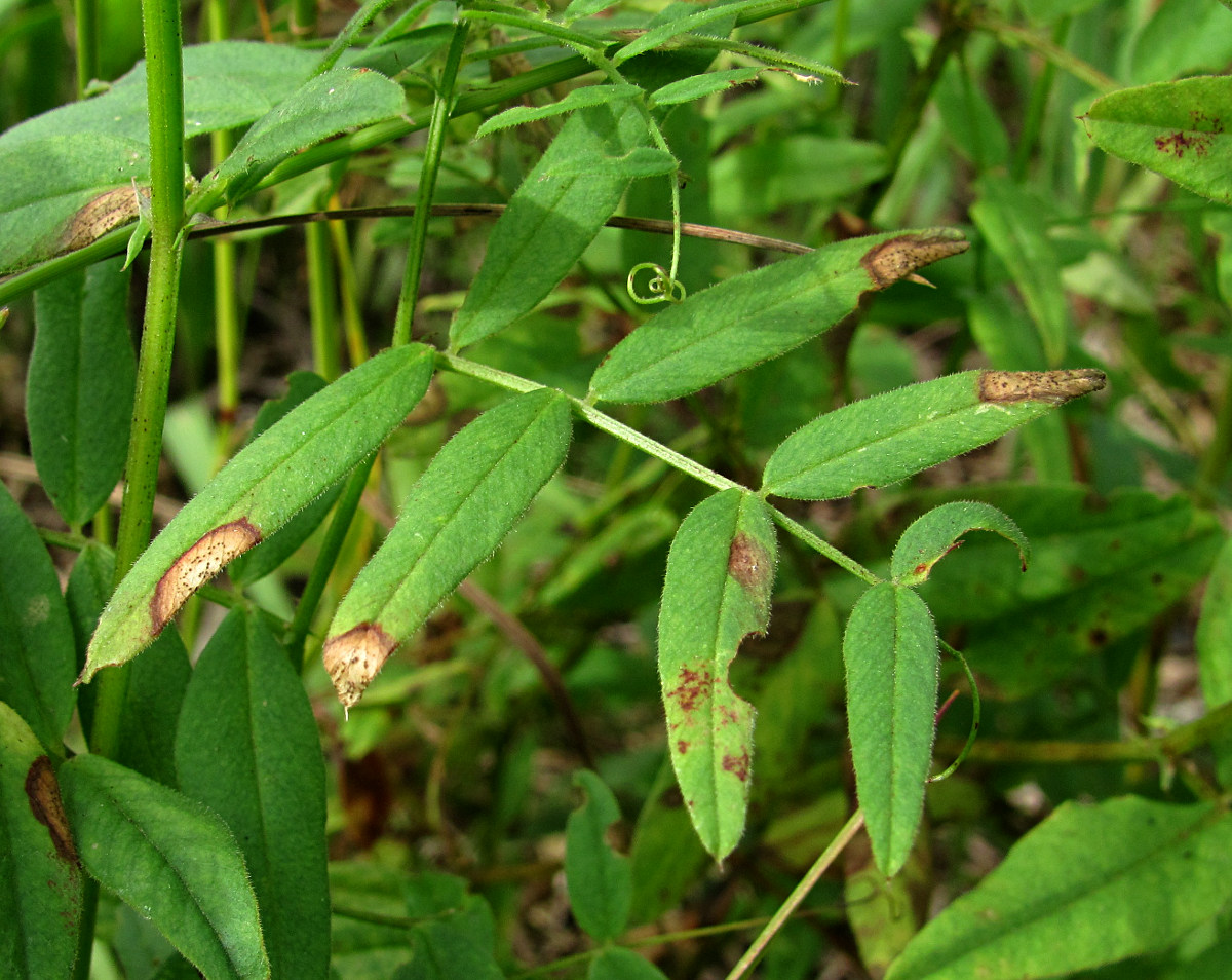 Image of Vicia sepium specimen.