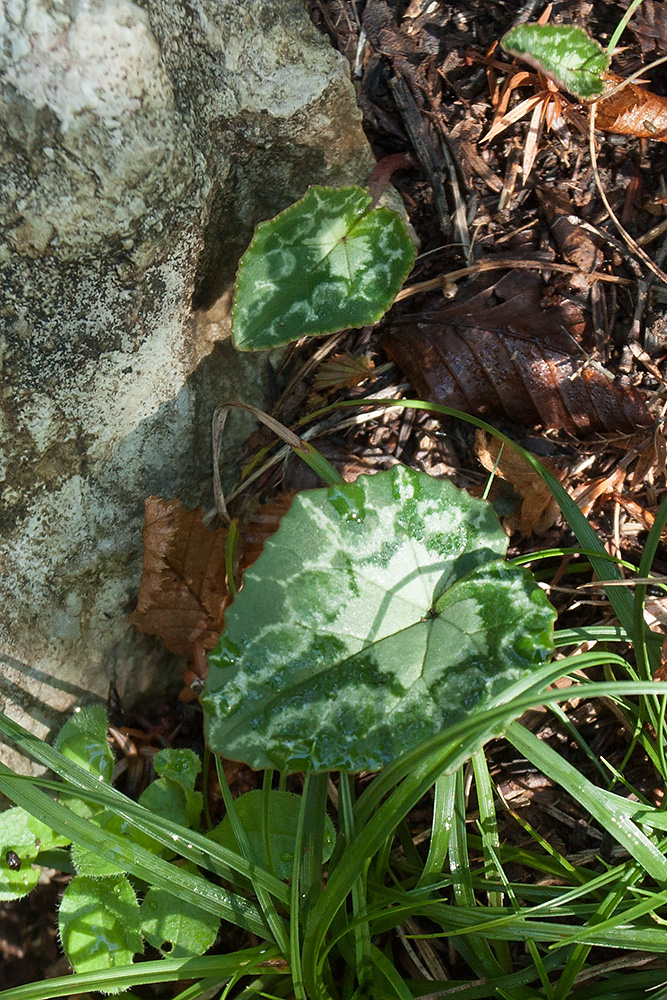 Image of Cyclamen hederifolium specimen.