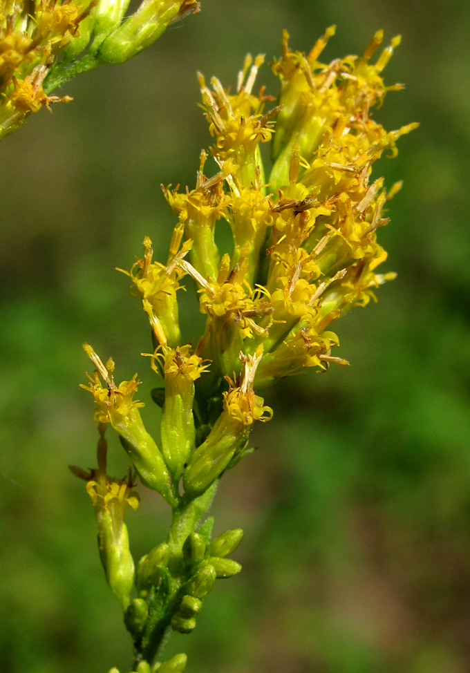 Изображение особи род Solidago.