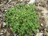 Scleranthus uncinatus