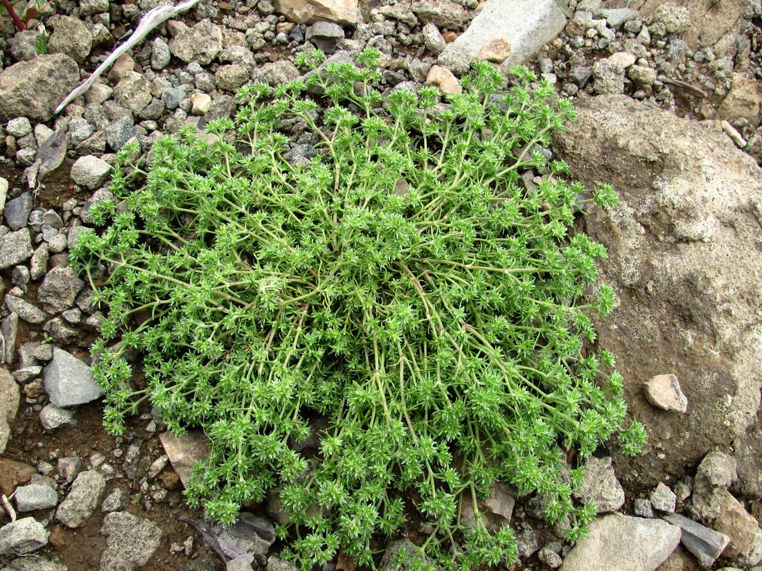 Изображение особи Scleranthus uncinatus.