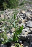 Rumex pamiricus