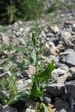Rumex pamiricus. Зацветающее растение. Южный Казахстан, горы Алатау (Даубаба), Восточное ущелье. 18.05.2014.