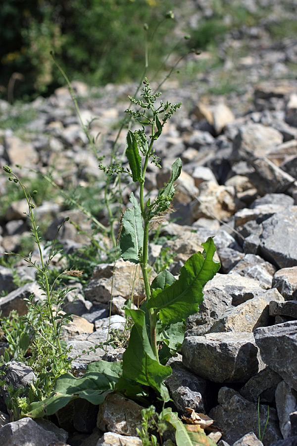 Изображение особи Rumex pamiricus.