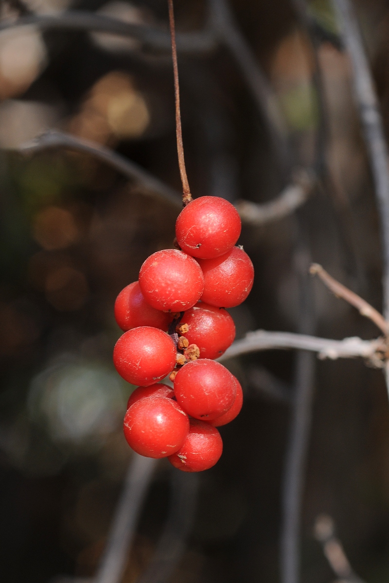 Изображение особи Schisandra chinensis.