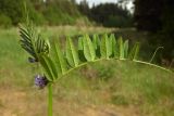 Vicia sepium