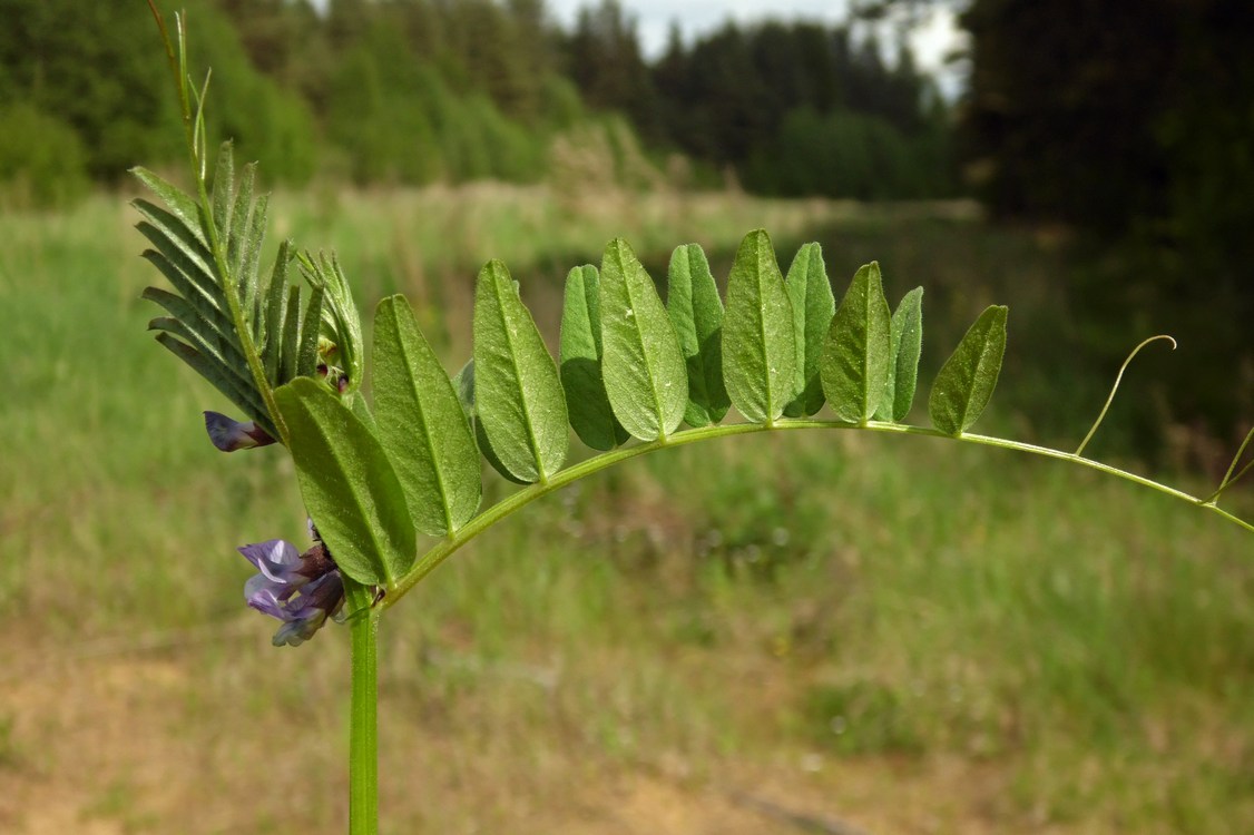 Image of Vicia sepium specimen.