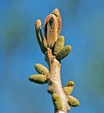 Juglans mandshurica. Верхушка побега с развивающимися мужскими соцветиями и листьями. Московская обл., Раменский р-н, окр. дер. Хрипань, садовый участок. 06.05.2015.