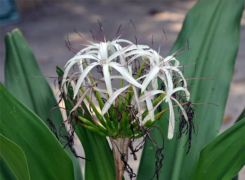 Image of Crinum asiaticum specimen.