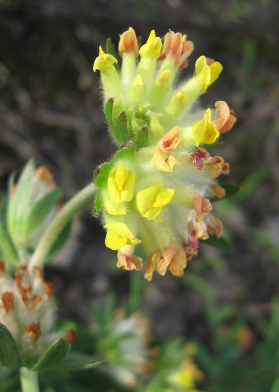 Image of Anthyllis macrocephala specimen.