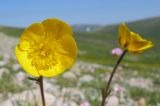 Ranunculus crassifolius. Цветок. Адыгея, Кавказский биосферный заповедник, северо-восточный склон горы Оштен, ≈ 2350 м н.у.м., альпийский луг. 18.07.2015.