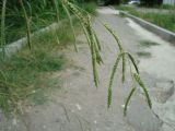 Paspalum dilatatum