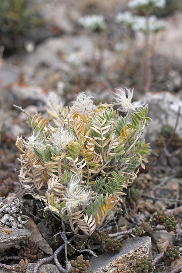 Image of Oxytropis trichocalycina specimen.