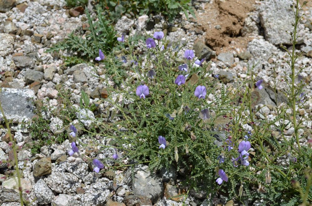 Image of Cicer songaricum specimen.