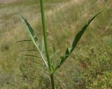 Dipsacus dipsacoides