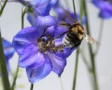 Delphinium &times; phoeniceum