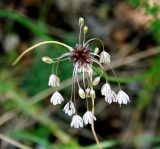 Allium oleraceum. Соцветие. Украина, Волынская обл., Любешовский р-н, Национальный природный парк \"Припять - Стоход\", западнее с. Сваловичи, дюна. 30 июля 2008 г.