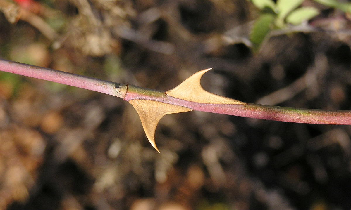 Image of genus Rosa specimen.