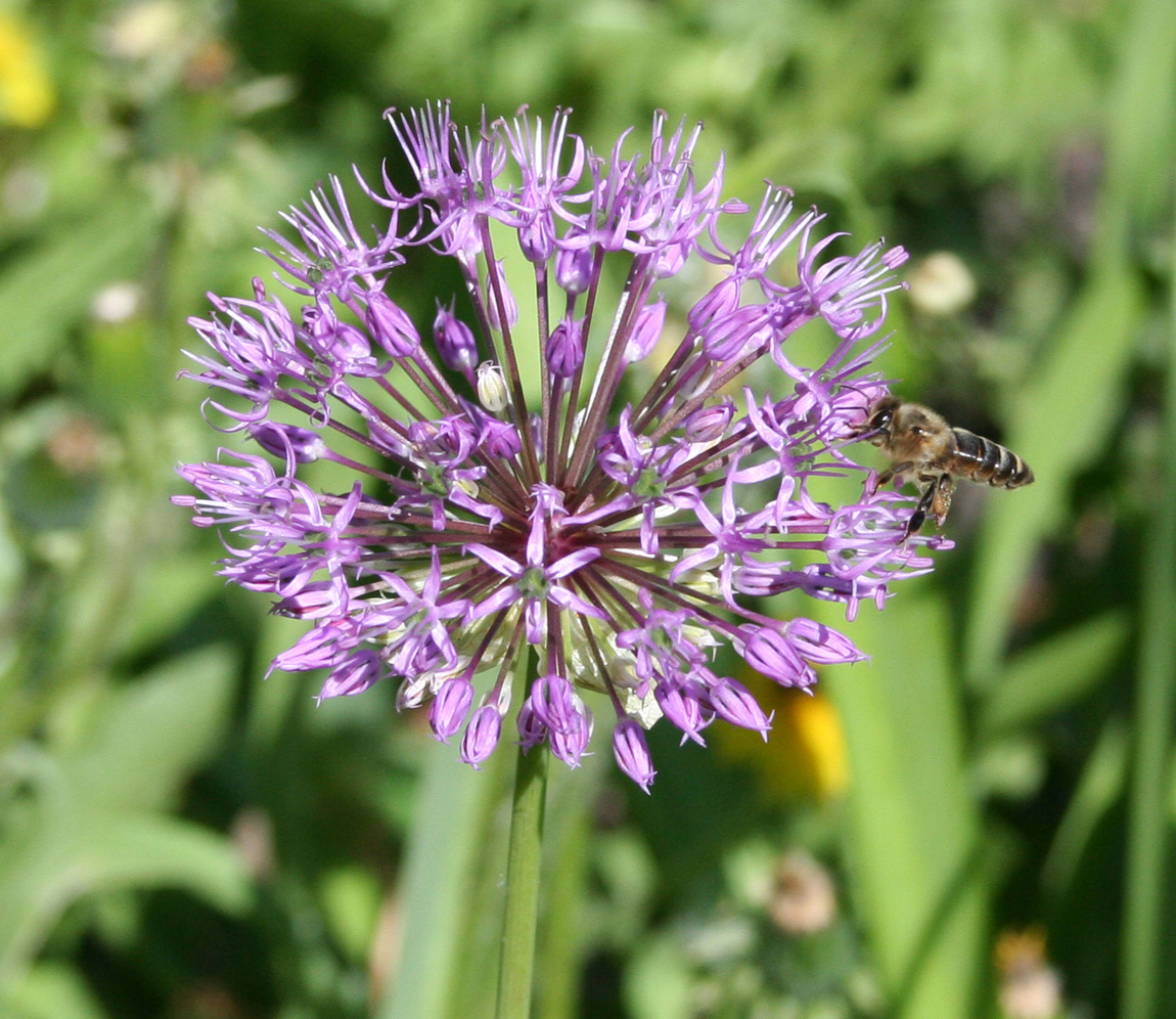 Изображение особи Allium rosenorum.