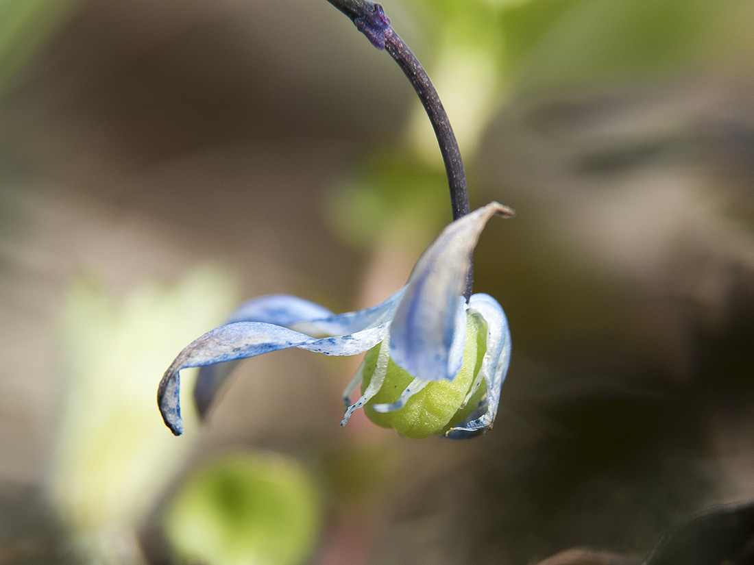 Изображение особи Scilla siberica.