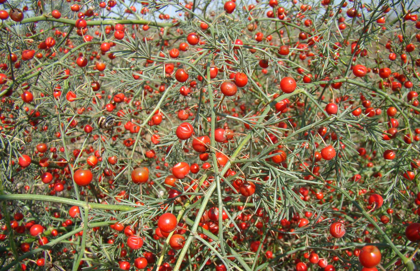 Изображение особи Asparagus litoralis.