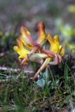 Corydalis sewerzowii