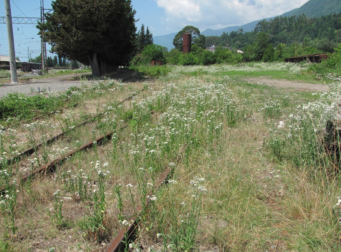 Image of Erigeron annuus specimen.