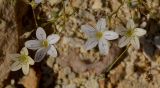 Gypsophila capillaris
