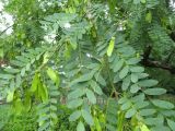 Tipuana tipu