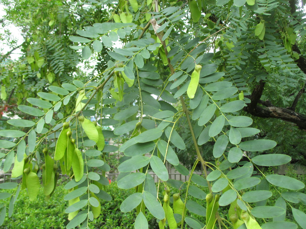 Image of Tipuana tipu specimen.