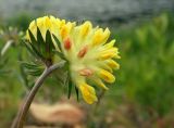 Anthyllis macrocephala. Соцветие с прицветными листьями. Новгородская обл., г. Боровичи, правый берег р. Мста у Бобровских гор. 12.06.2015.