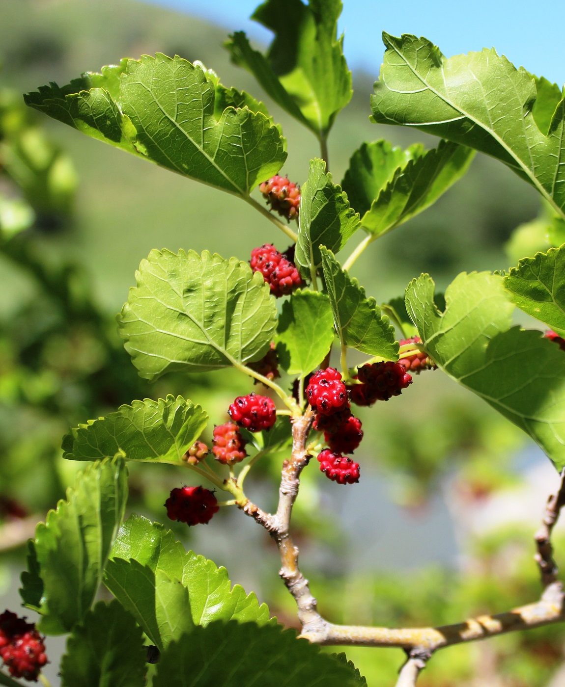 Изображение особи Morus alba.