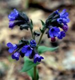 Pulmonaria angustifolia. Верхушка цветущего растения. Украина, Киев, заказник \"Лесники\", боровая терраса Днепра. 14 апреля 2007 г.