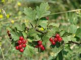 Crataegus sanguinea