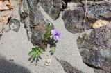 Viola dissecta